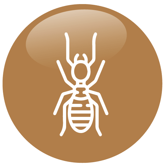Déclaration de présence de termites